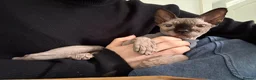 Sphynx cats for sale: Gia - Sphynx - please read add !  in Knutsford - Advert 8