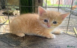 Domestic Shorthair cats for sale: Gorgeous 1/2 Bengals kittens - Image 19