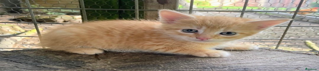 Domestic Shorthair Kitten 6