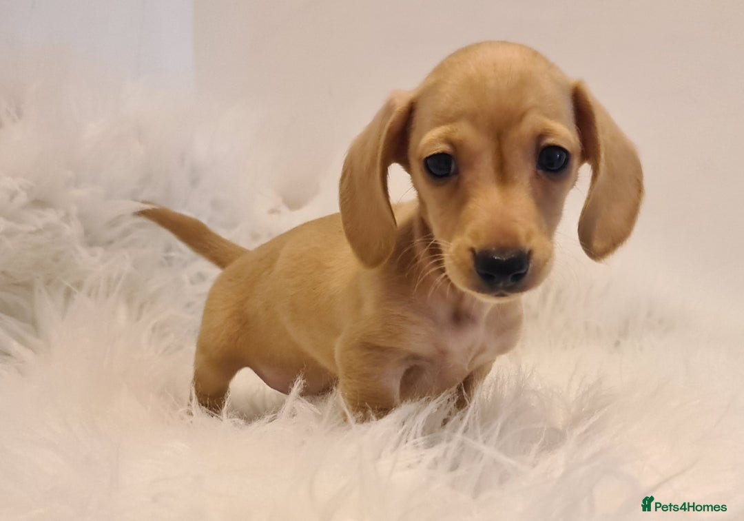 Miniature Dachshund dogs for sale: KC Daxi's health tested parents.READY - Image 10