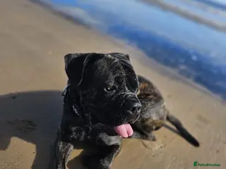 Cane Corso dogs Cane Corso 4yr Old Male - Advert 21