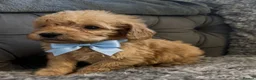 Cockapoo dogs for sale: Cockapoo puppies for sale  in Wednesbury - Advert 6