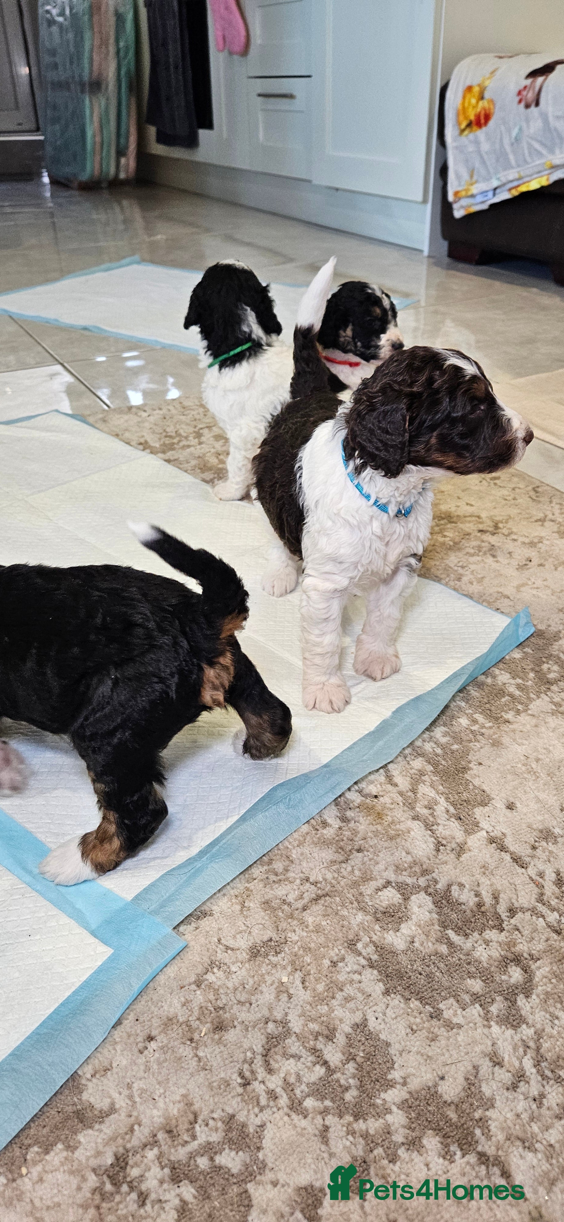 Bernedoodle dogs F1b health tested bernedoodle pups - Advert 2