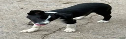 Border Collie dogs for sale: 2 X Male Welsh border collie pups in Crickhowell - Advert 3