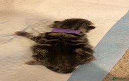 Mixed Breed cats for sale: 2 girl long haired tabby kittens  - Image 23
