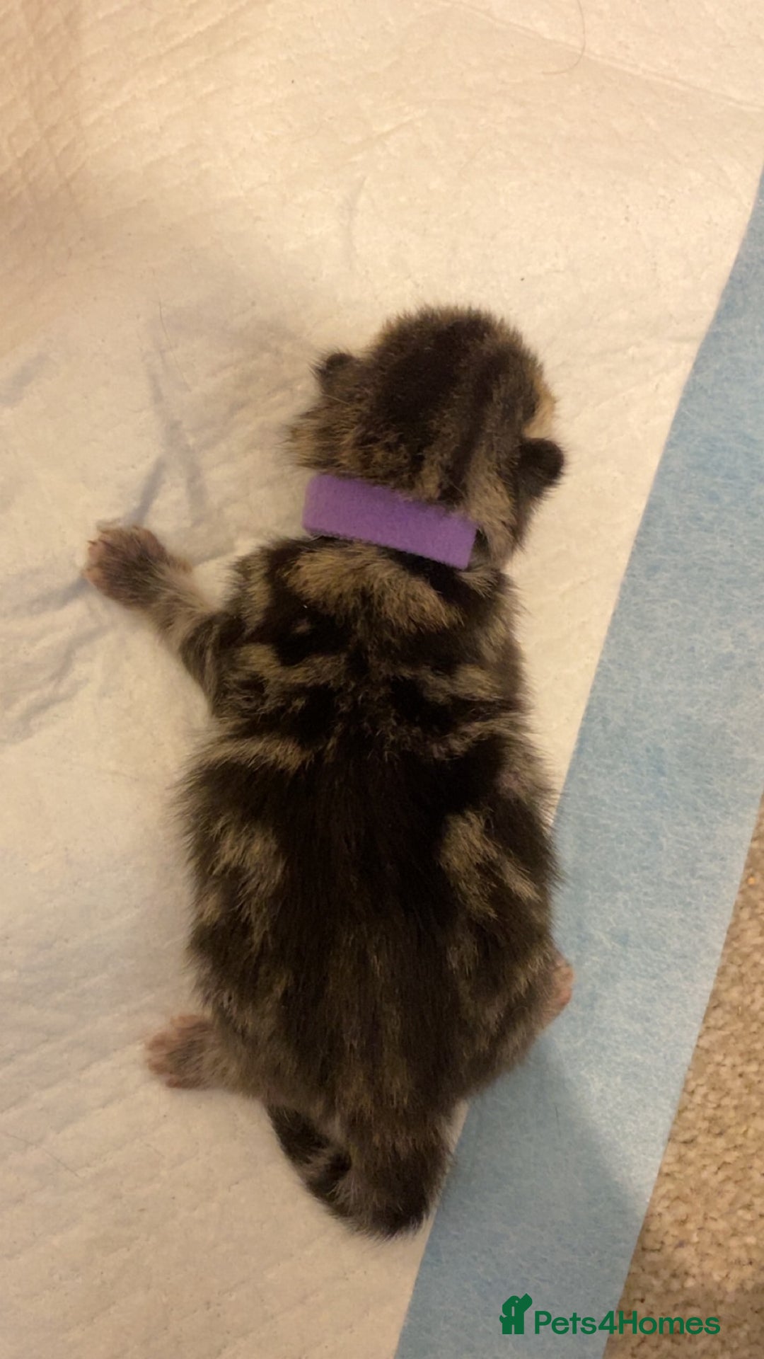 Mixed Breed cats for sale: 2 girl long haired tabby kittens  - Image 23