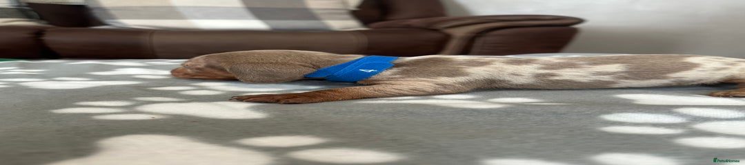 Dachshund Puppy blue collar 