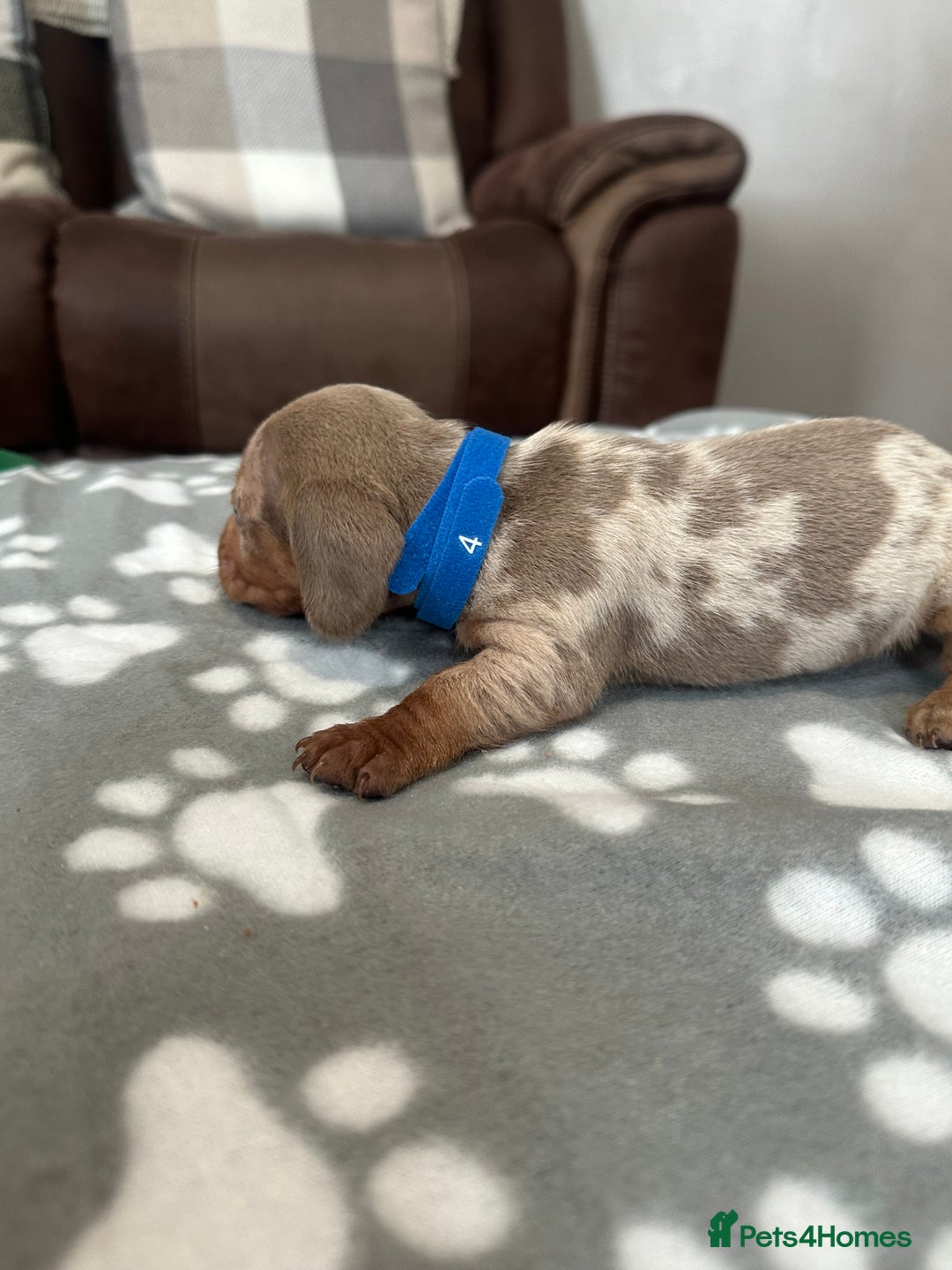 Dachshund dogs for sale: Beautiful dachshund pups  - Image 16
