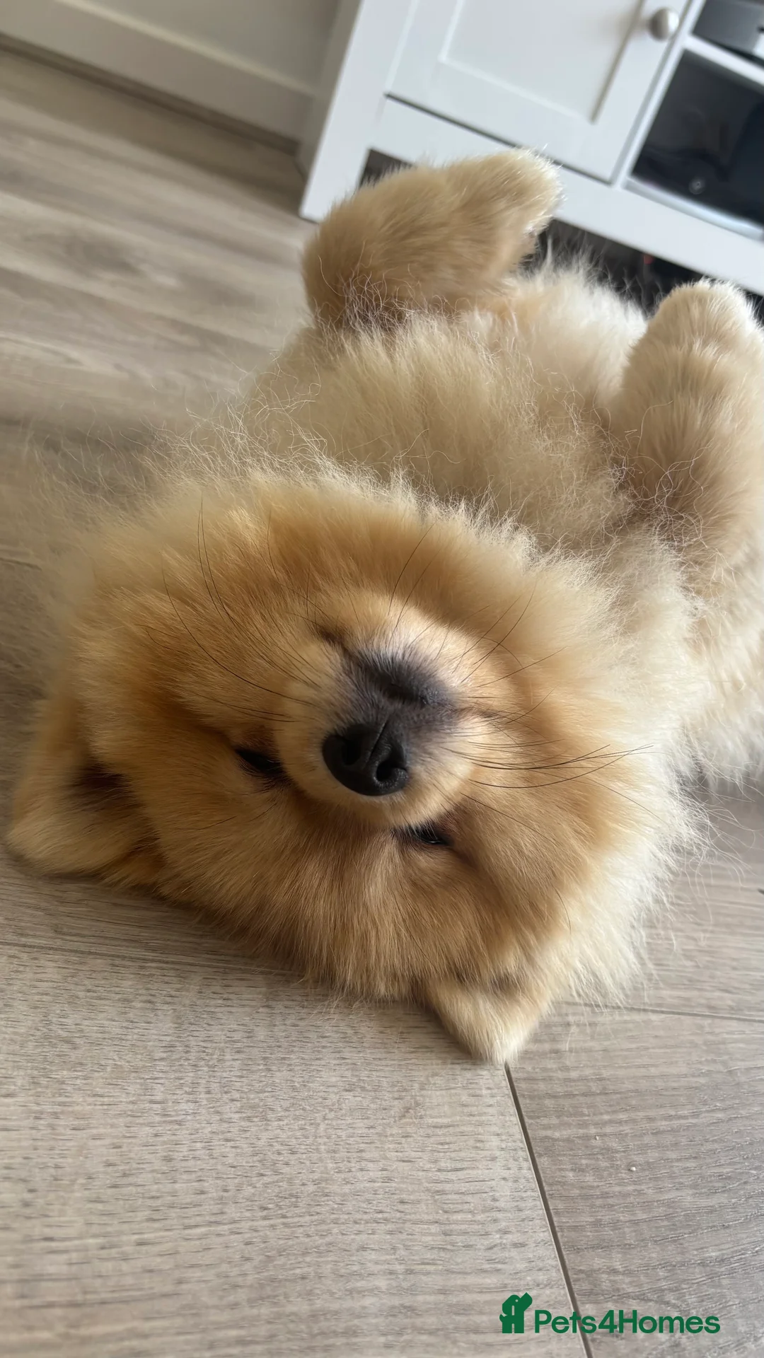 Pomeranian dogs for sale: Milo  (please read description) - Advert 3