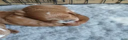 Cavapoo dogs for sale: Beautiful cavapoos - Advert 10