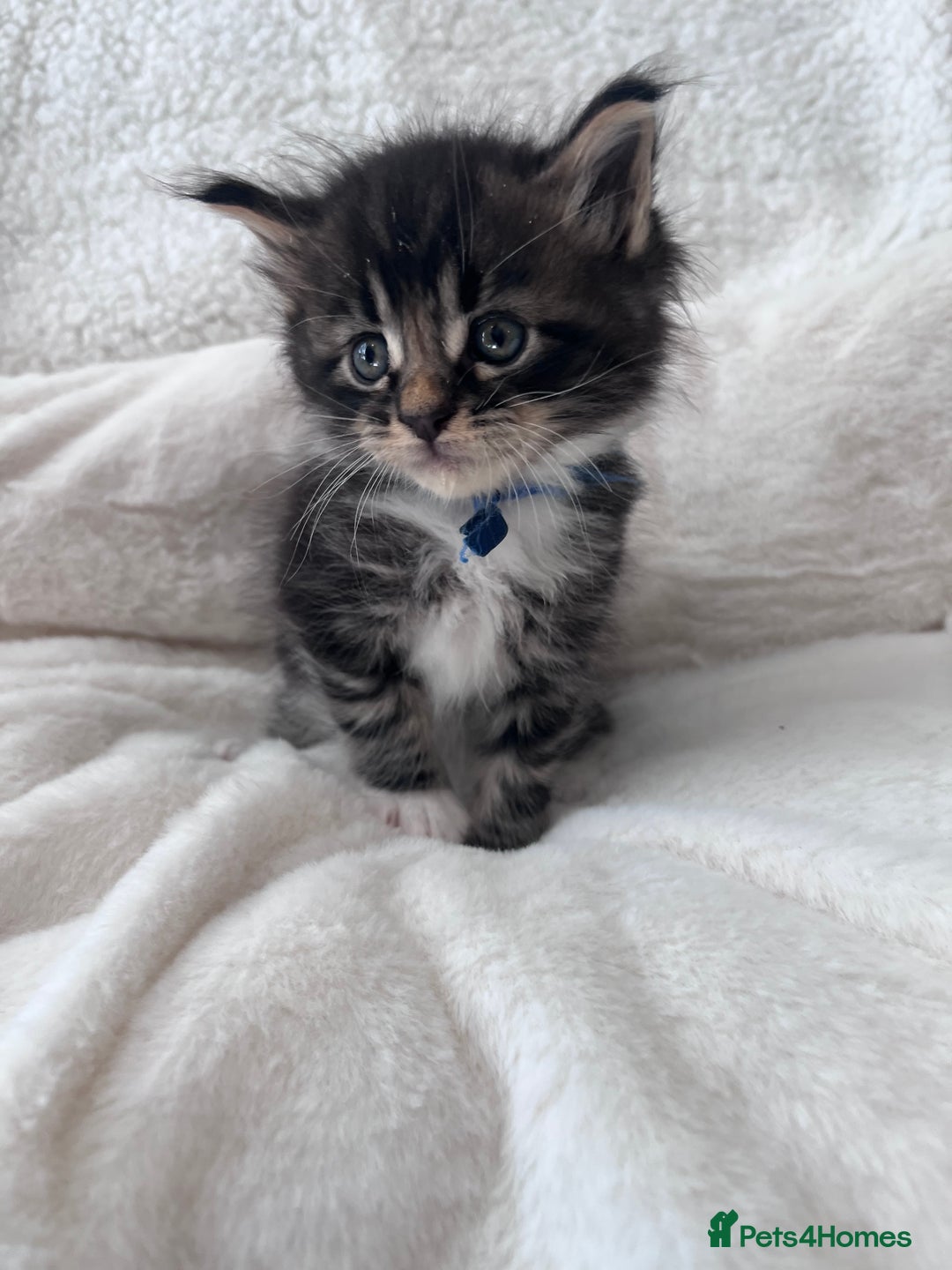 Maine Coon cats for sale: Maine coon kitten  - Image 11