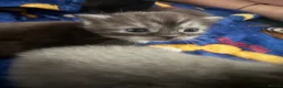 Mixed Breed cats for sale: Scottish Fold&British Shorthair  - Advert 9
