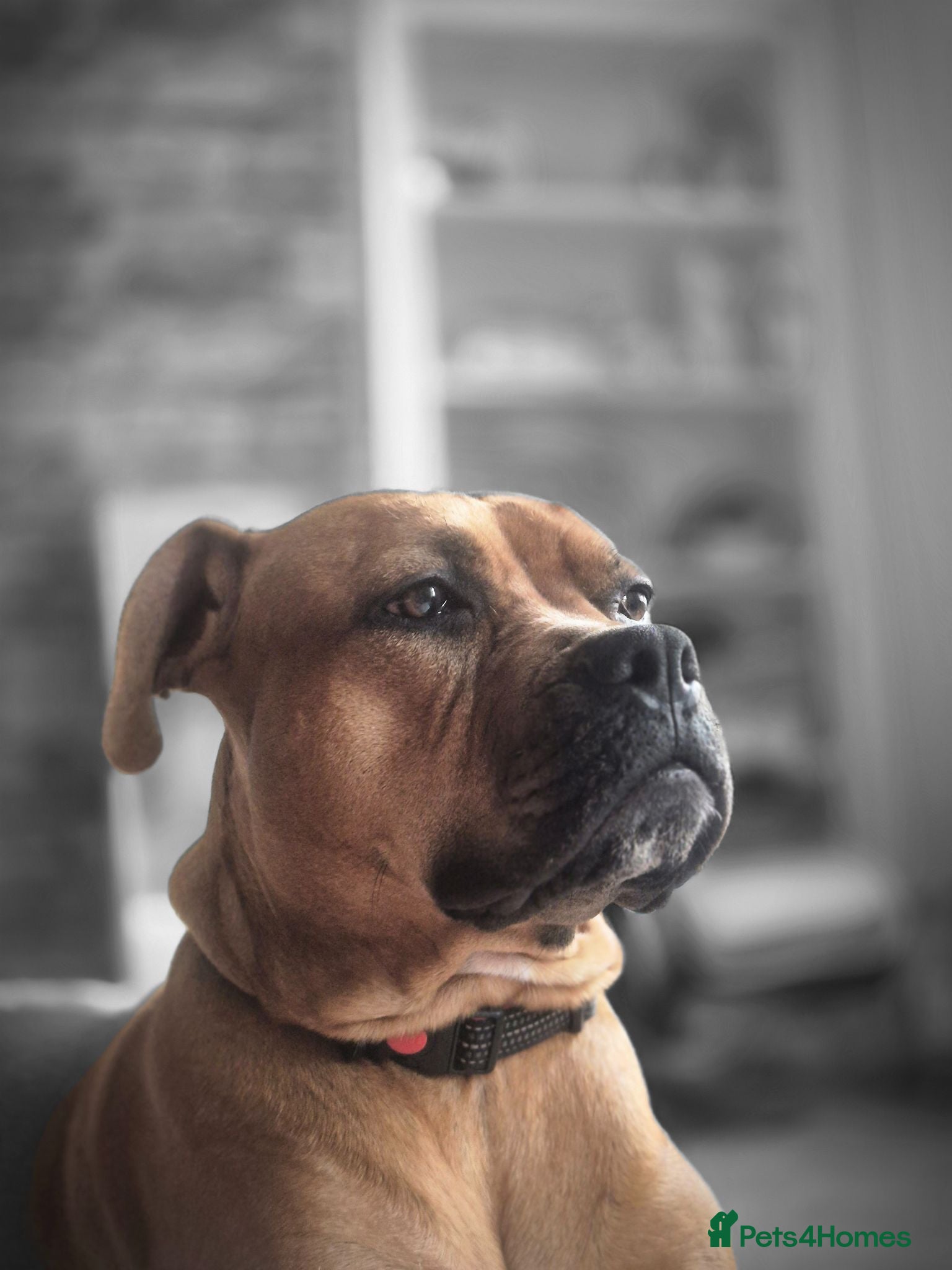 Mixed Breed dogs Rehomee lovely dog  - Advert 8