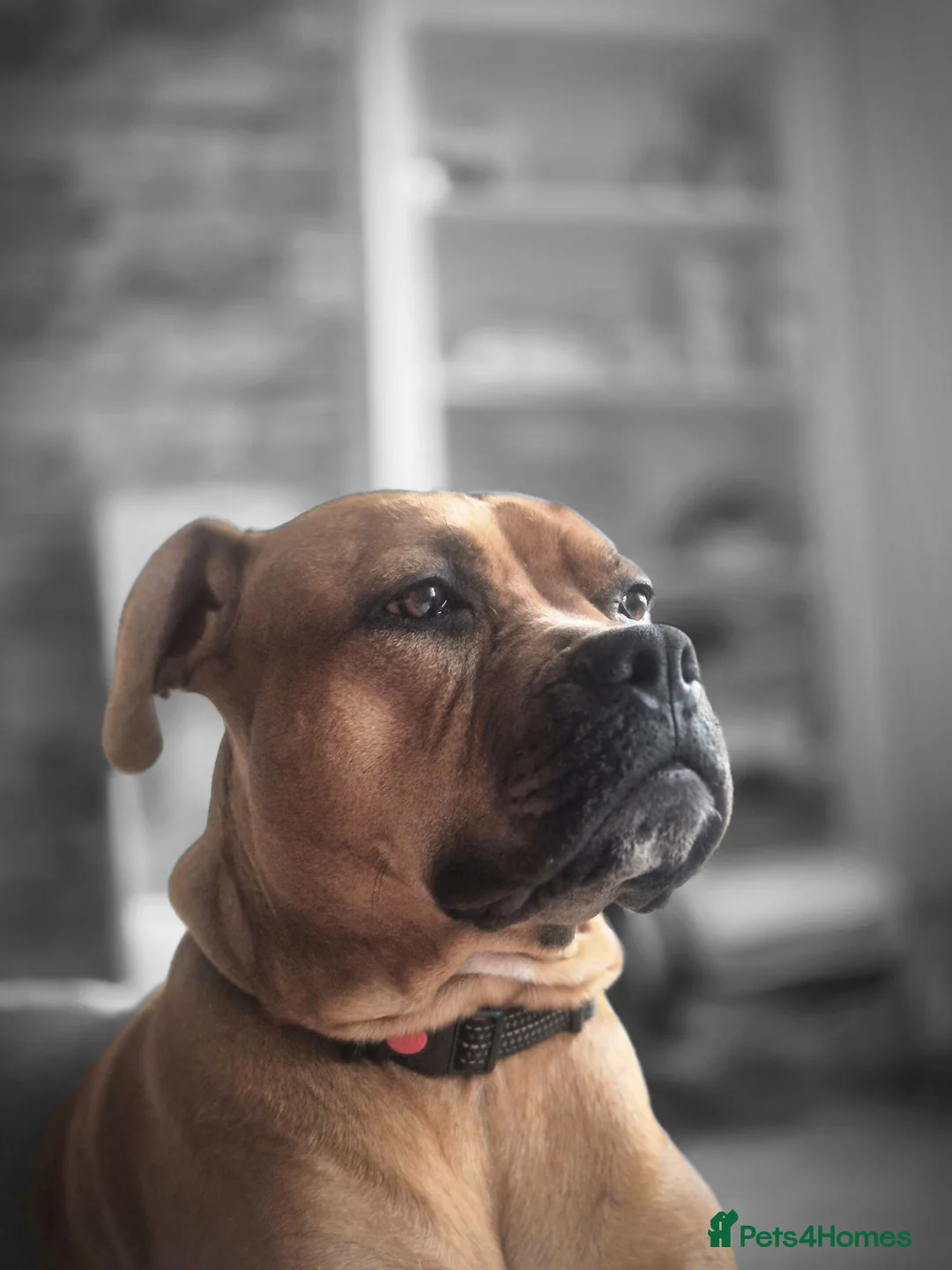 Mixed Breed dogs for sale: Rehomee lovely dog  - Advert 1