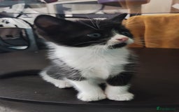 Mixed Breed cats for sale: Adorable kittens  - Image 4