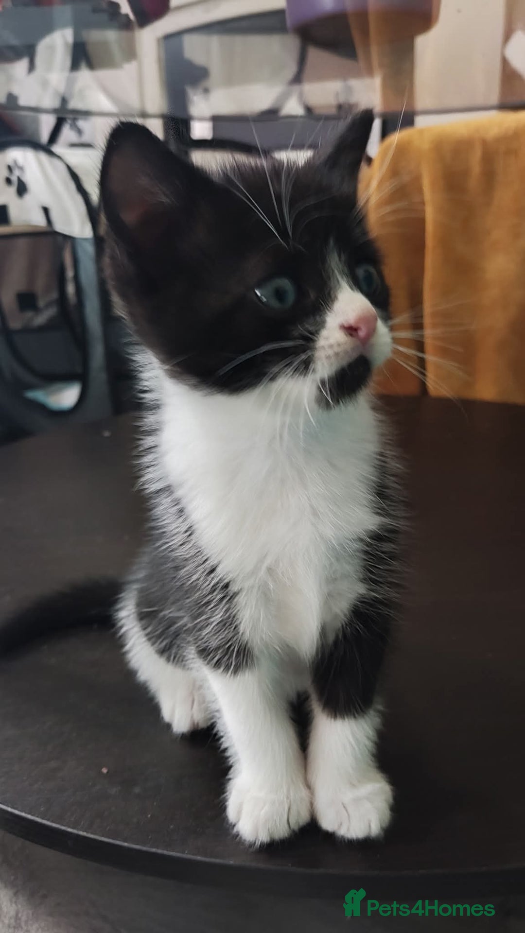 Mixed Breed cats for sale: Adorable kittens  - Image 4