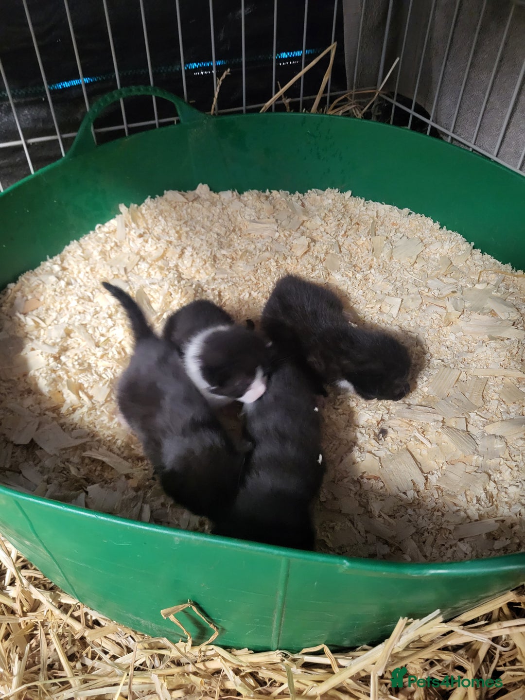 Mixed Breed cats for sale: Black and white farm bred kittens  - Image 10