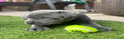Staffordshire Bull Terrier dogs for sale: Staffordshire bull terrier puppies boy/girl  - Advert 27