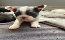 French Bulldog dogs for sale: Fluffy French Bulldogs 4 boys left  - Image 17