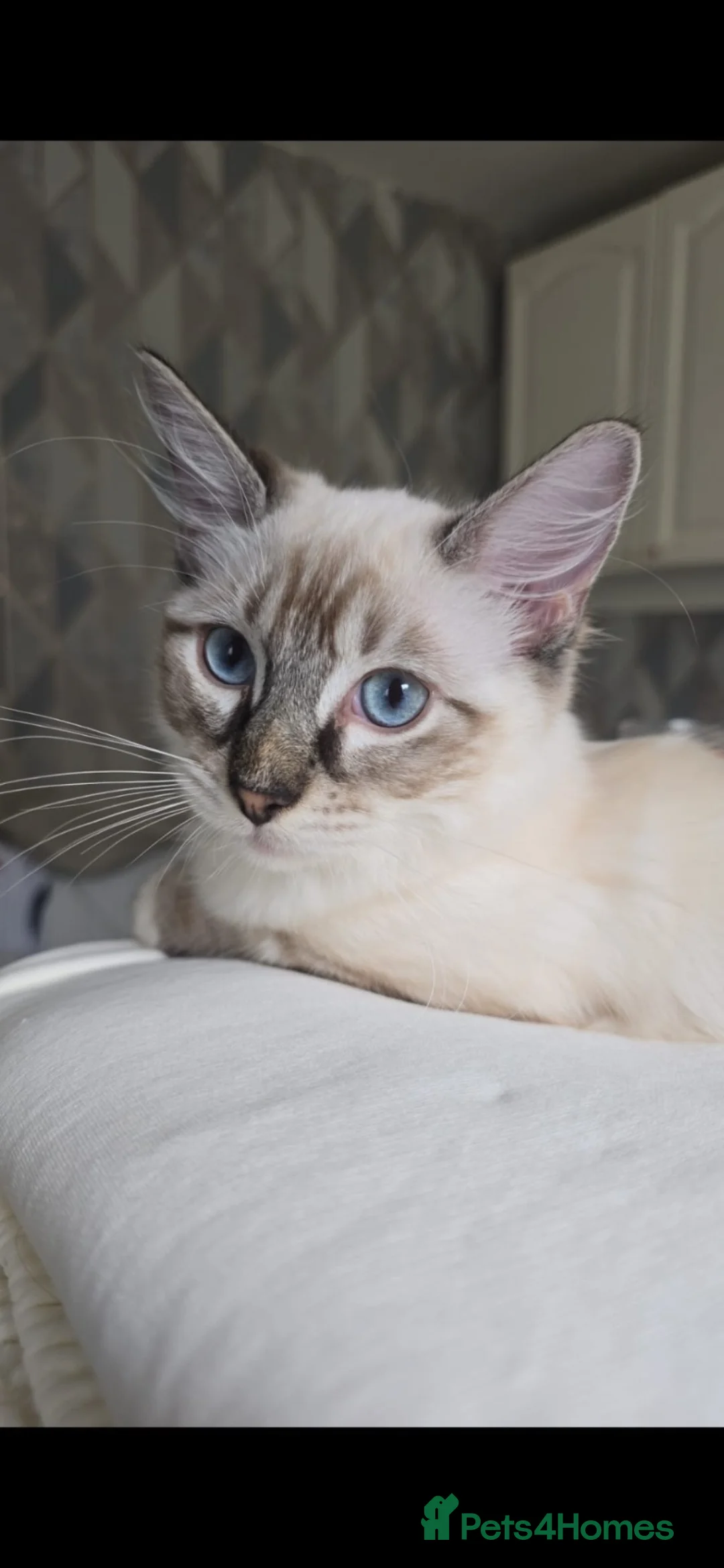 Ragdoll cats for sale: Beautiful ragdoll boy is ready to leave ❤️ - Advert 5