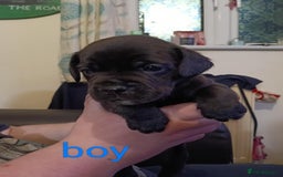 Mixed Breed dogs for sale: Frenchie x Sprocker pups - Image 5