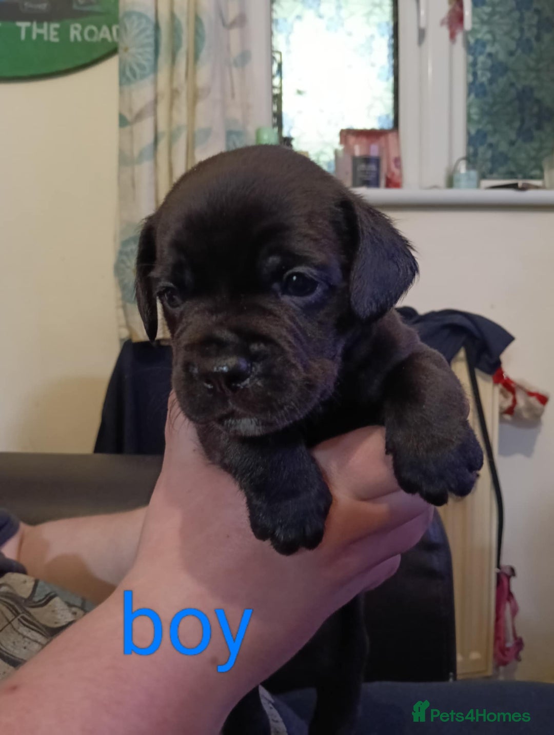 Mixed Breed dogs for sale: Frenchie x Sprocker pups - Image 5