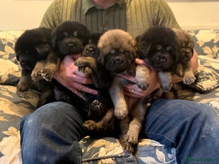 Tibetan Mastiff dogs Tibetan Mastiffs 🐾 Scroll to bottom for Puppies!! - Advert 6