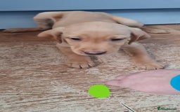 Labrador Retriever dogs for sale: Labrador Fox Red - Image 11