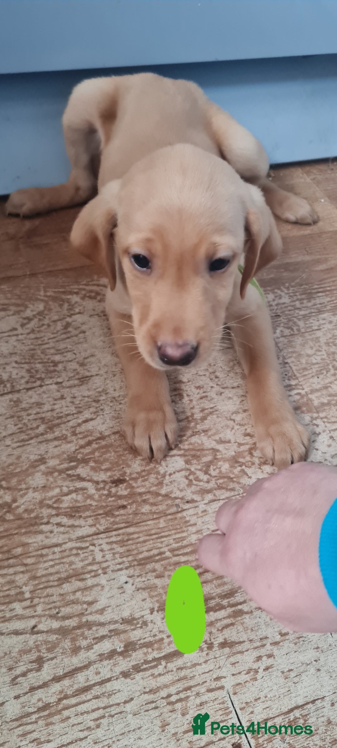Labrador Retriever dogs for sale: Labrador Fox Red - Image 11