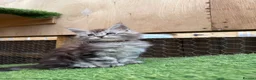 Maine Coon cats for sale: Pedigree Maine Coon kittens champion blood line - Advert 12
