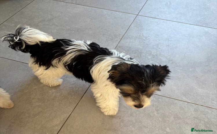Biewer Terrier dogs - Advert 1