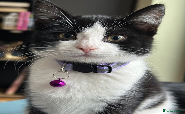Mixed Breed cats - Advert 3