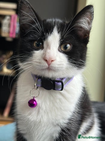 Mixed Breed cats - Advert 15