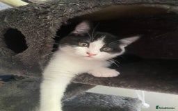 Mixed Breed cats for sale: Black & White kittens - Image 8
