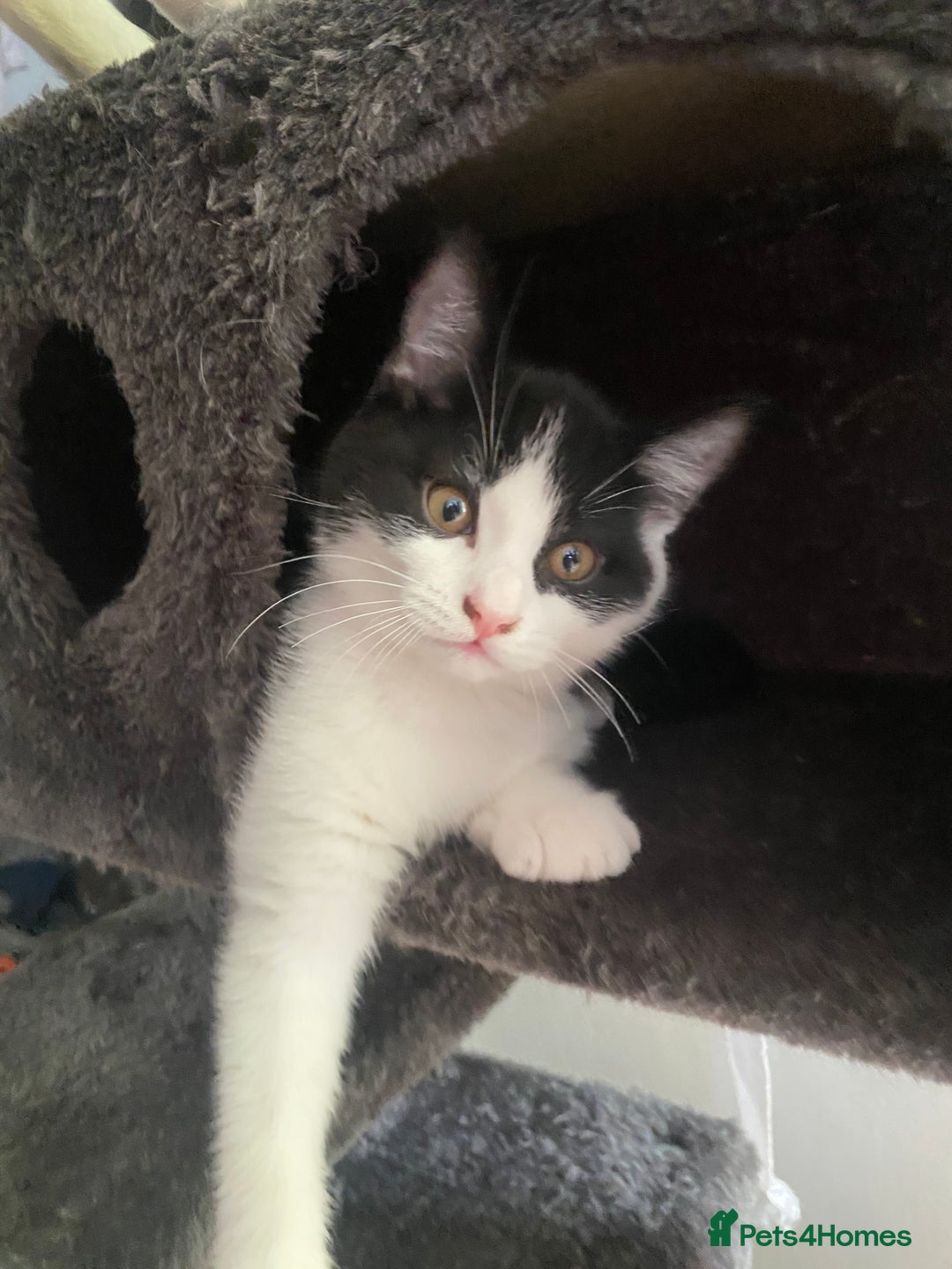 Mixed Breed cats for sale: Black & White kittens - Image 8