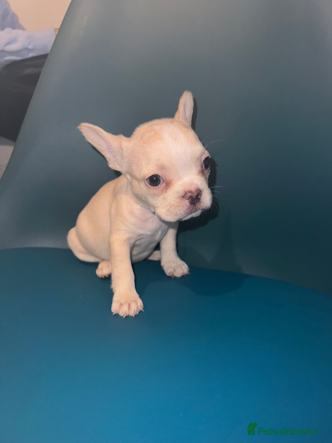 French Bulldog dogs for sale: French Bulldogs - Advert 8