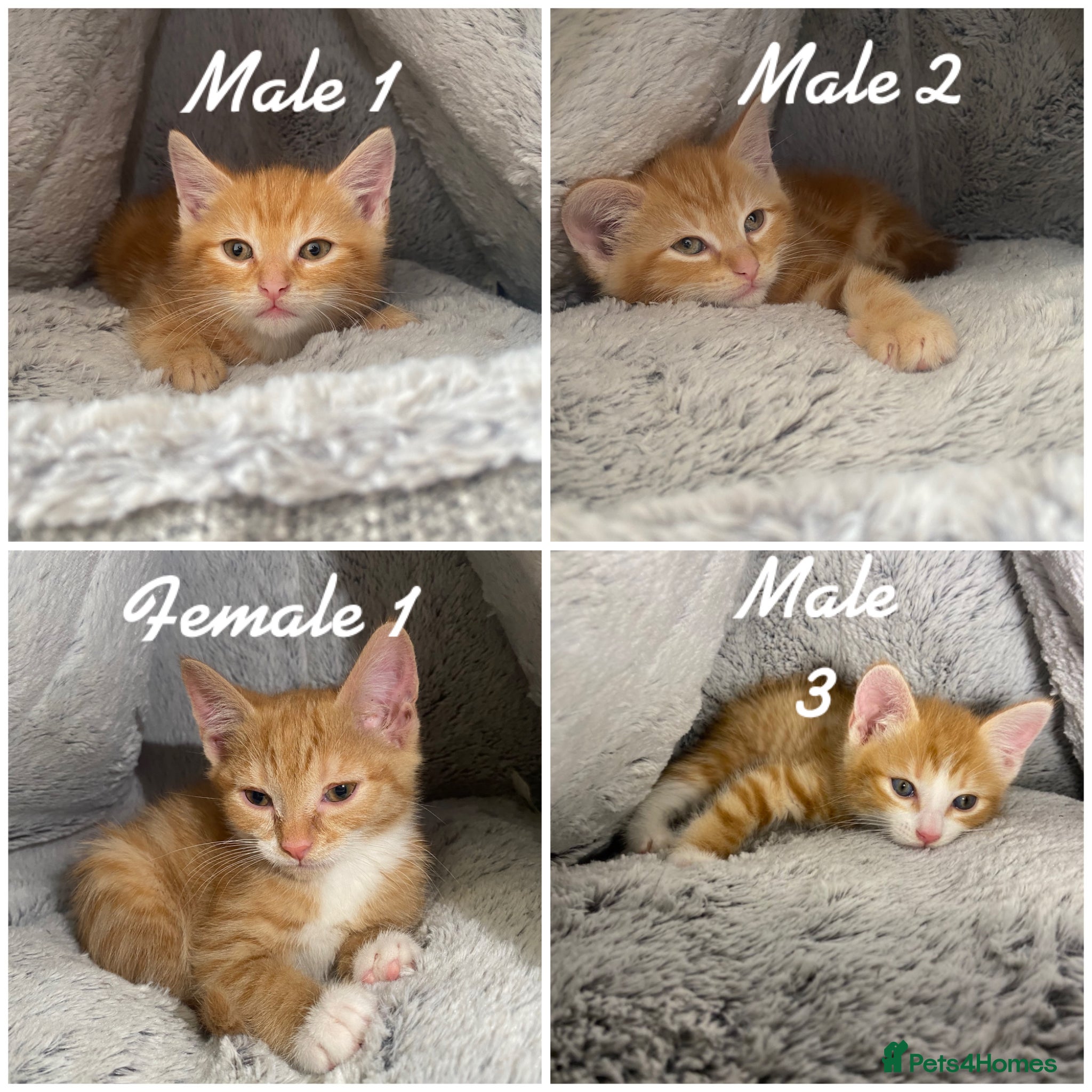 Mixed Breed cats Adorable Ginger Kittens Ready For Their New Home🏡 - Advert 1