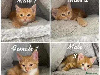 Mixed Breed cats Adorable Ginger Kittens Ready For Their New Home🏡 - Advert 2