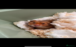 Hamster rodents for sale: the sweetest male syrian hamster ❤️ - Image 1