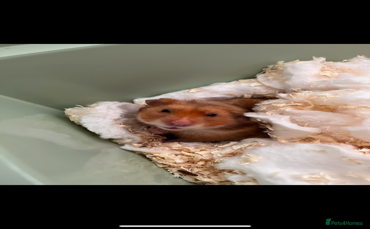Hamster rodents - Advert 3