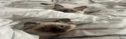 Ragdoll cats for sale: 🏆 GCCF CHAMP PEDIGREE RAGDOLL KITTENS  - Advert 5