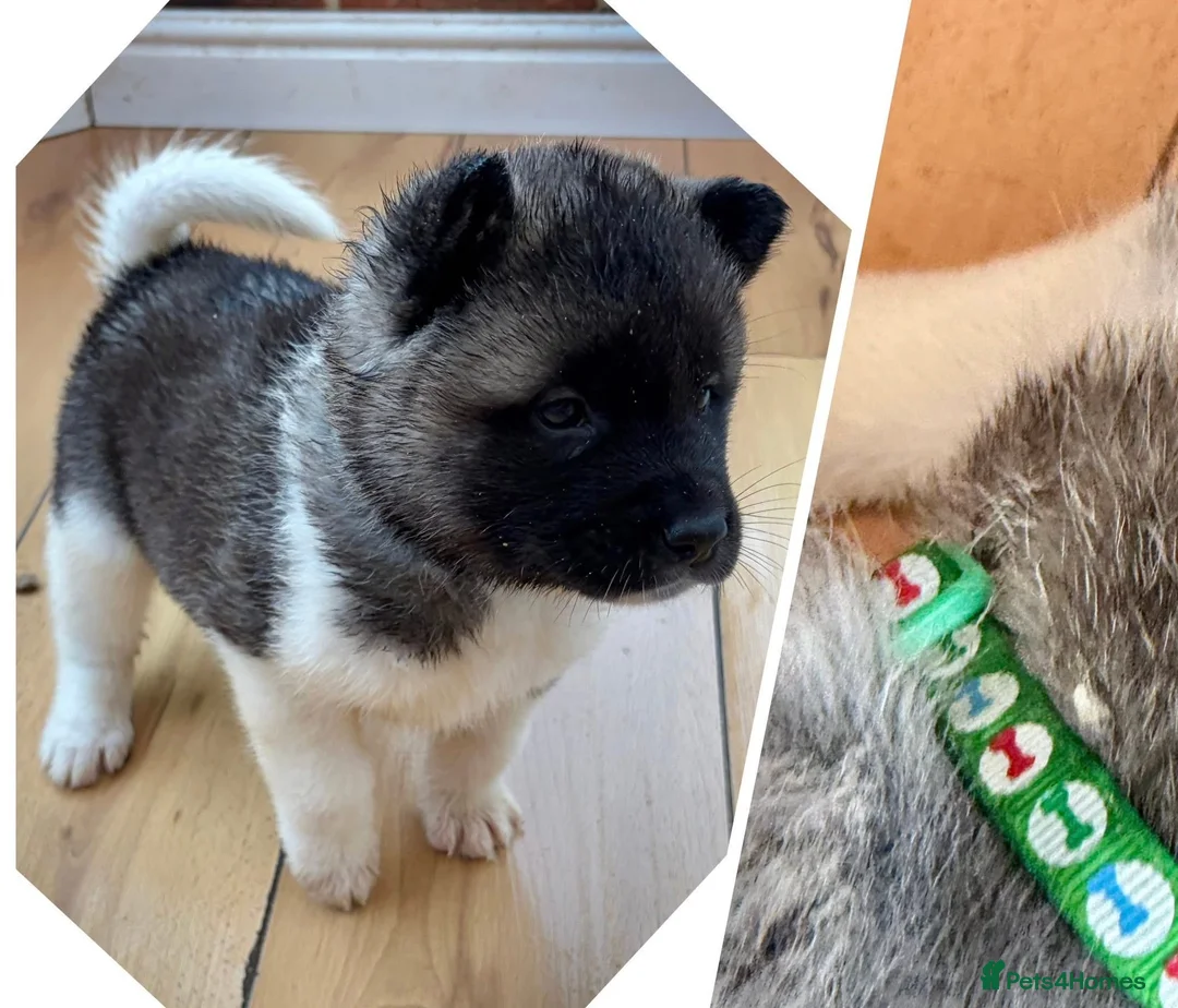 Akita dogs for sale: READY TO GO AMERICAN AKITA PUPPIES FOR SALE - Advert 9