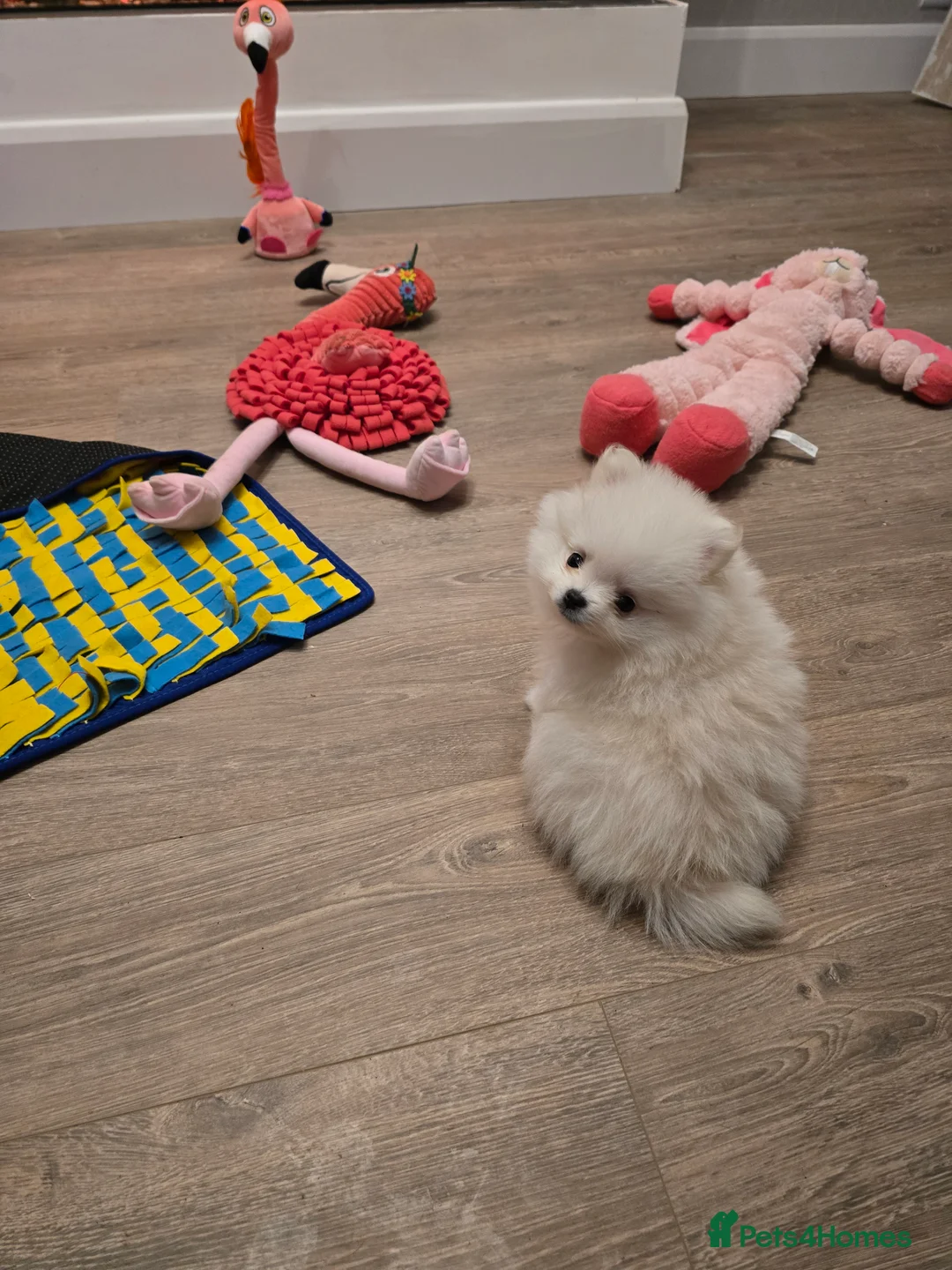 Pomeranian dogs for sale: Gorgeous KC White Pomeranians - Advert 8