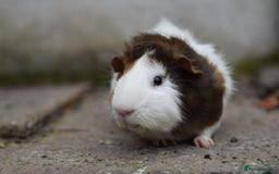 Guinea Pig rodents for sale: 9 Month Old Male Guinea Pigs Looking For New Home - Image 25