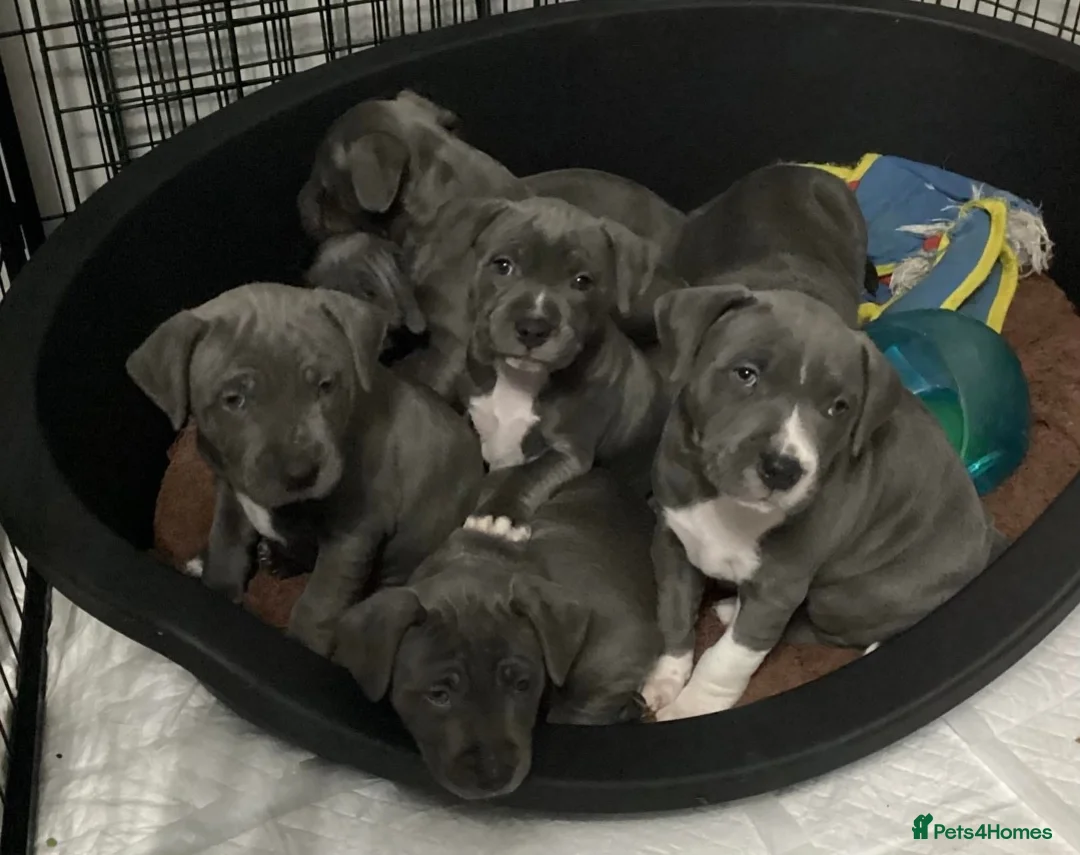 Staffordshire Bull Terrier dogs for stud: 💙 50+ LITTERS PROVEN. BLUE STUD 💙 in Erith - Advert 12