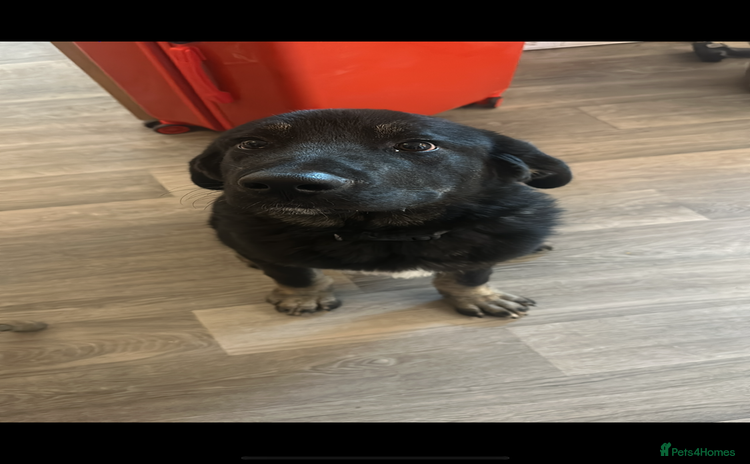 Mixed Breed dogs - Advert 2