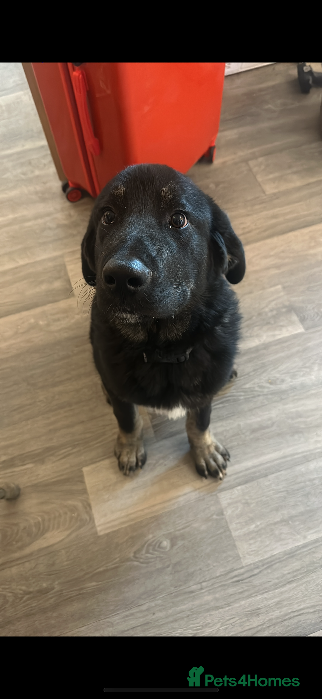 Mixed Breed dogs for sale: Caucasian shepherd cross  - Image 1