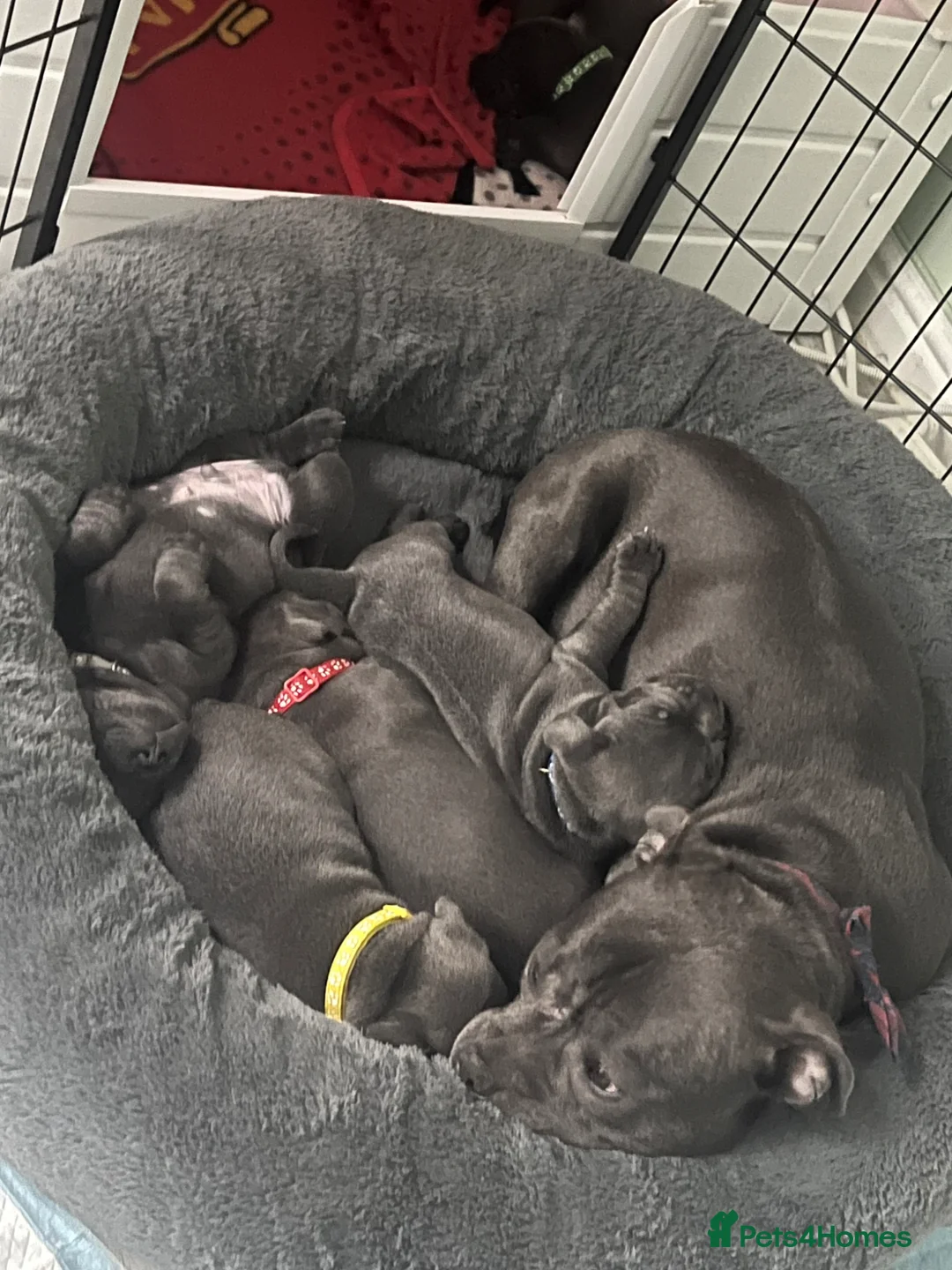 Staffordshire Bull Terrier dogs for sale: Blue staffordshire  - Advert 9