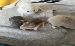 Hamster rodents for sale: baby Russian dwarf hamsters  - Advert 1