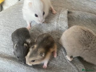 Hamster rodents baby Russian dwarf hamsters - Advert 15